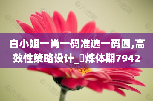 白小姐一肖一码准选一码四,高效性策略设计_‌炼体期7942