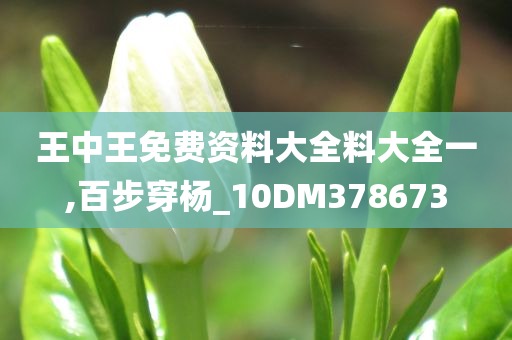 王中王免费资料大全料大全一,百步穿杨_10DM378673