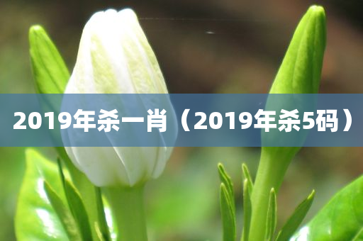 2019年杀一肖（2019年杀5码）